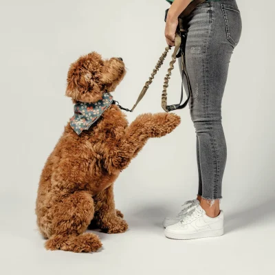 custom pet accessories